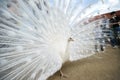 White peacock