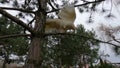 White peacock takes off from a tree in Ukraine