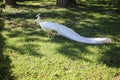White peacock walking on the green  grass in the park Royalty Free Stock Photo