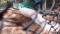 White Peacock in Zoo at Lucknow