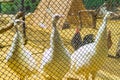 White peacocks in a cage Varna Zoo Bulgaria Royalty Free Stock Photo