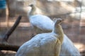 White Peacocks Closeup Royalty Free Stock Photo