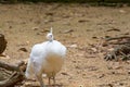 A white peacocks, a common name for three species of birds in the genera Pavo and Afropavo of the Phasianidae family