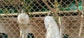 White peacocks from the fence in kolkata, India