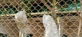 White peacocks from the fence in kolkata, India