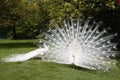 White peacocks in a garden