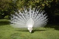 White peacocks in a garden Royalty Free Stock Photo