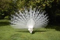 White peacocks in a garden