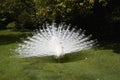 White peacocks in a garden