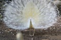 White Peacocks or Peafowl  Dancing or Displaying from Front Side Royalty Free Stock Photo