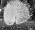 White Peacocks or Peafowl  Dancing or Displaying Royalty Free Stock Photo