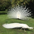 White peacocks