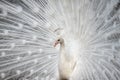 White peafowl