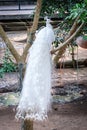 White peacock on the tree Royalty Free Stock Photo