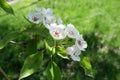 White pear bloom and buds in spring