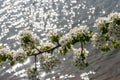 White pear bloom with green leaf with river on the background