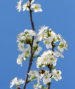 White pear blossom