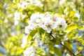 White pear blossom