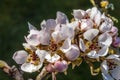 White Pear Blossoms Blooming Macro Washington