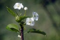 White pear blossoms