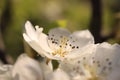 White pear flower Royalty Free Stock Photo