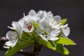 White pear flowers