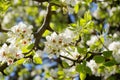 White pear flowers