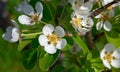 White pear flowers in a flower garden and a bee pollinating