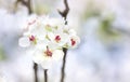 White pear flowers spring beautiful pastel background