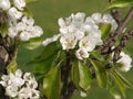 White Pear Tree Blossom