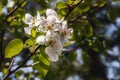 White pear tree flowers. Spring theme. Royalty Free Stock Photo