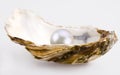 White pearl Royalty Free Stock Photo