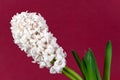 white pearl hyacinth in the vase Royalty Free Stock Photo