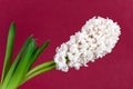 White pearl hyacinth in the vase Royalty Free Stock Photo