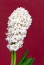White pearl hyacinth in the vase Royalty Free Stock Photo
