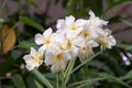 White pearl Oleander flowers Royalty Free Stock Photo