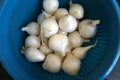 White pearl onion, Allium cepa