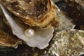 White pearl in oyster closed up