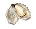 White pearls in oyster shell
