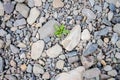 White pebbles of rock on the beach, a single green plant broke through the rocks. Symbol of perseverance and vitality. Royalty Free Stock Photo