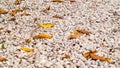 White pebbles stone texture and dry leaves on ground .nature Zen idea concept background Royalty Free Stock Photo