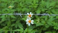 White pedal flowers contrast with barbed wire Royalty Free Stock Photo