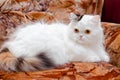 White pedigreed cat on sofa