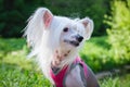 White pedigreed dog with long hair on paws, muzzle and ears