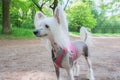 White pedigreed dog with long hair on paws, muzzle and ears