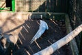 White peecock in the garden Royalty Free Stock Photo