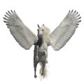 White Pegasus on White Royalty Free Stock Photo