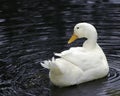 White Pekin Duck Royalty Free Stock Photo