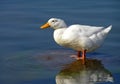 White Pekin Duck Royalty Free Stock Photo