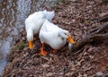 White Pekin Duck Carrying a Fish Lunch Royalty Free Stock Photo